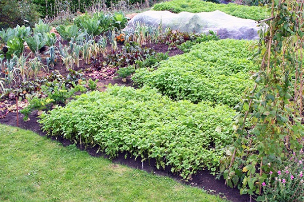 il est recommandé de planter