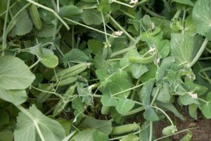 Cómo y cuándo sembrar guisantes como abono verde, para qué cultivos es adecuado.