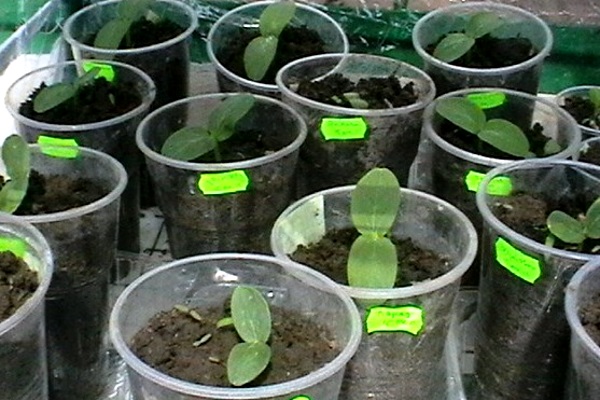 seedlings in disposable cups