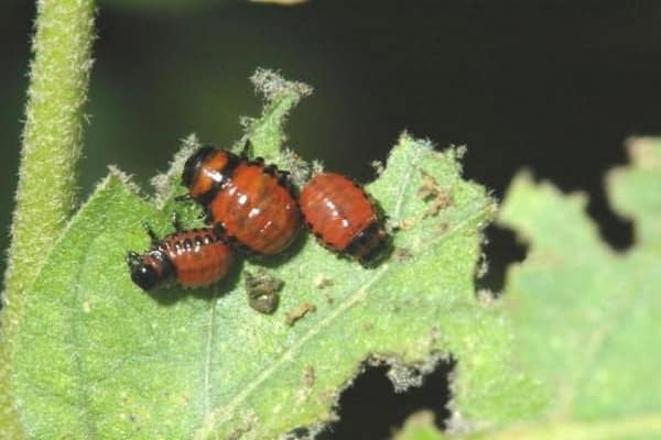 période de gestation