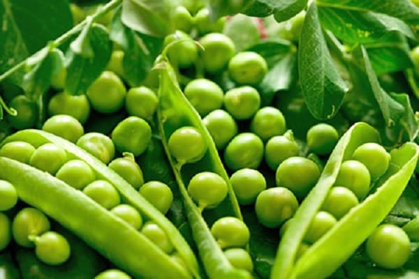 seed peas