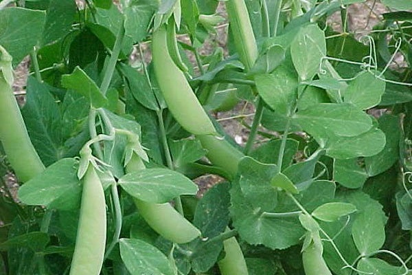 plantas herbáceas