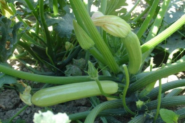 plantation de courgettes