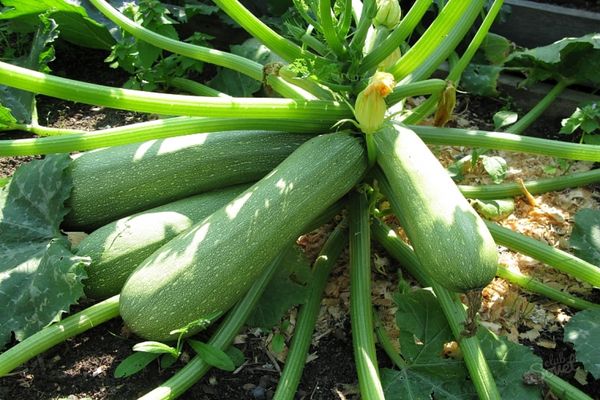 courgettes au sol