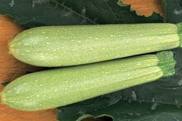 courgette iskander