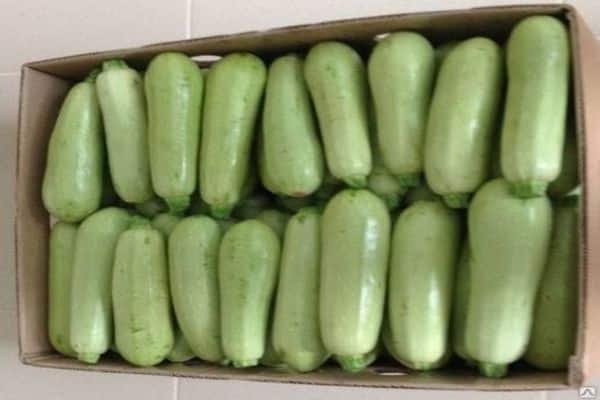 zucchini dalam kotak