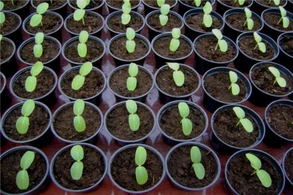 courgettes en pots