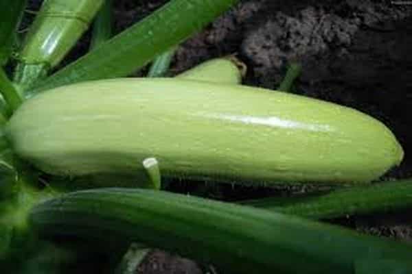 courgettes aral