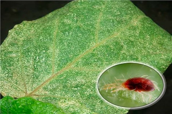 hibernasi di dalam tanah