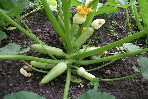 seedlings from containers