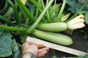 Description de la variété de courgettes Gribovsky, caractéristiques de culture et rendement