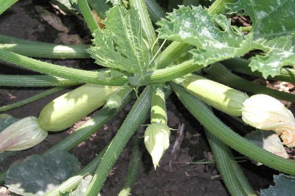 ovaire de courgette