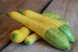 Description de la variété de courgettes Guimauve délicate, caractéristiques de culture et d'entretien