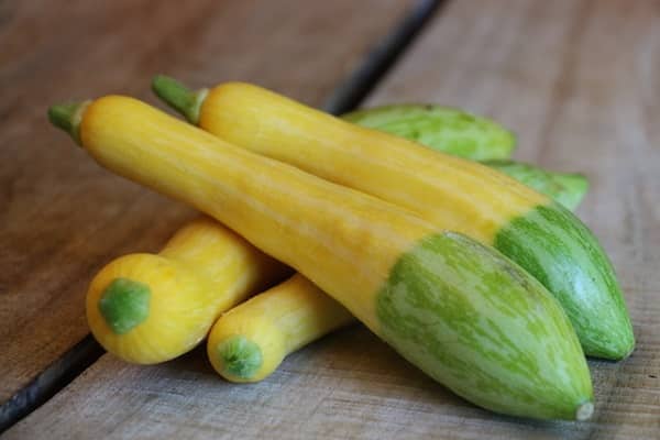 zucchini variety