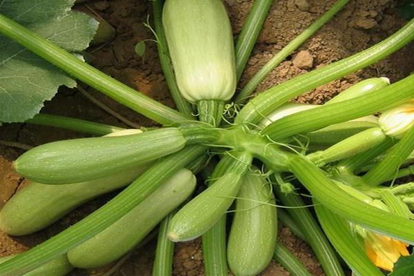 cría de calabazas