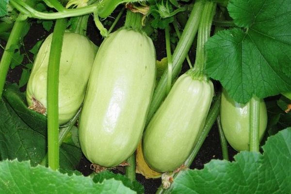 calabacín en el jardín