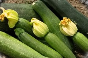 Description de la variété de courgettes Sangrum f1, caractéristiques de culture et d'entretien