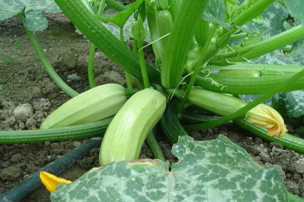 growing squash