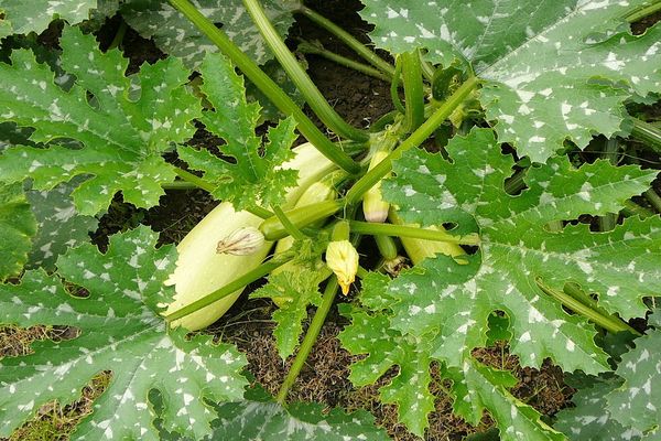 zucchini menjaga dia