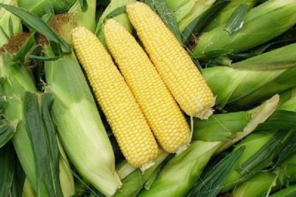 sbírejte cobs