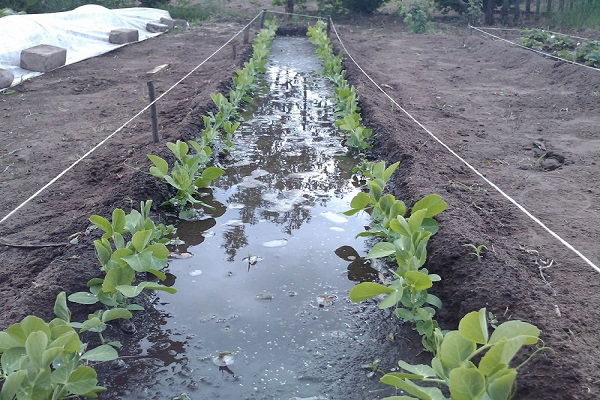 plante sans prétention