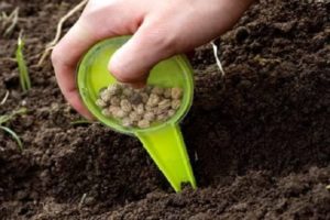 How and when to properly plant peas with seeds in open ground