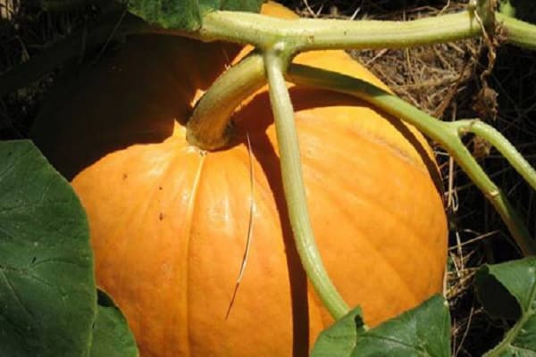 ripeness of pumpkin