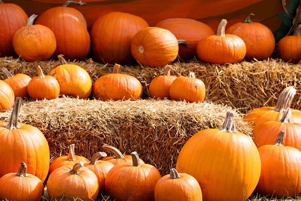 variety of fruit