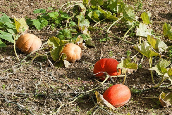 saison de croissance