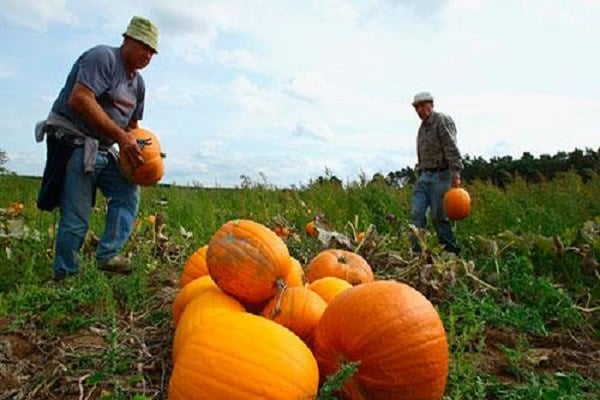 calabazas de frutos grandes