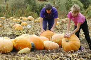 Cómo determinar la madurez de una calabaza y su tiempo de maduración para cosechar del jardín.