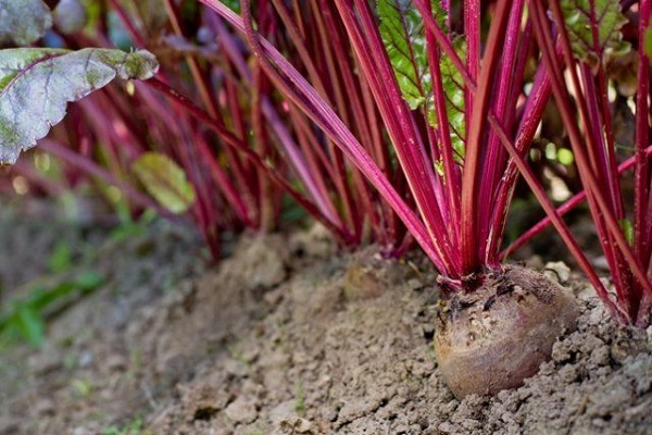 large root crops