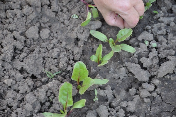 thin out beets