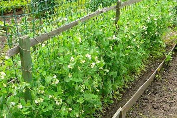 les haricots poussent