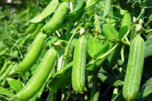 How to plant peas on a windowsill at home