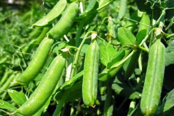 picking peas