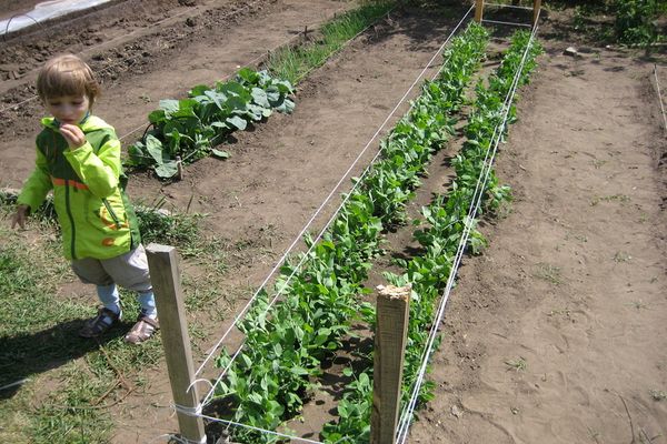 guisantes con soporte