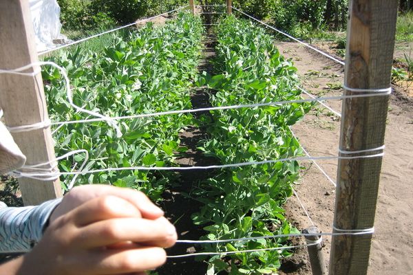 cultivo de guisantes