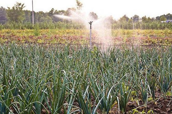 campo abierto