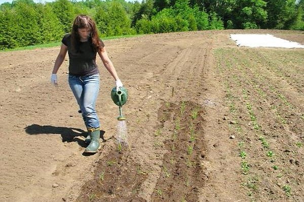 watering the radish