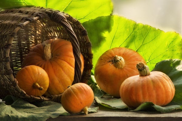 forma de calabaza