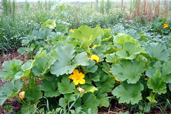 citrouille en fleurs