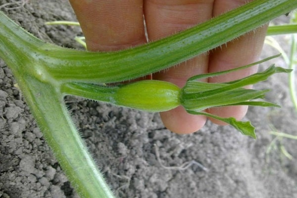 conocimiento del cultivador