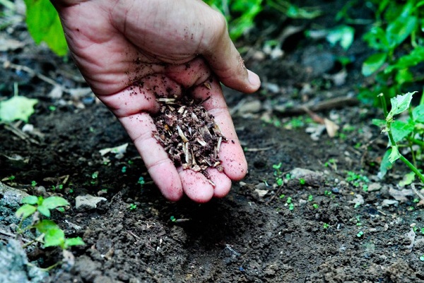 plantas vegetales