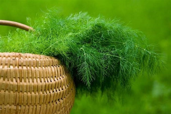 harvested greens