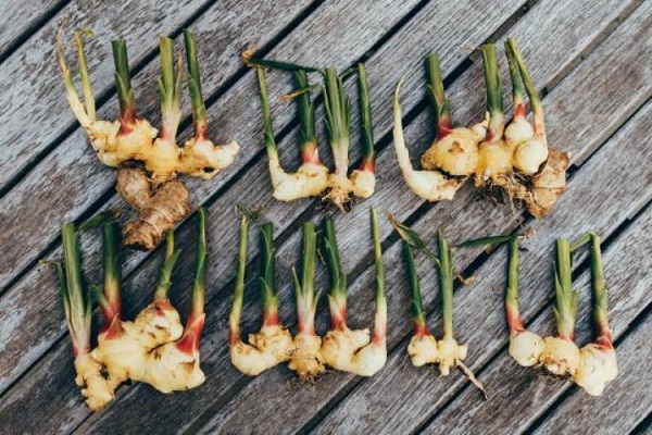 compartimentos para verduras