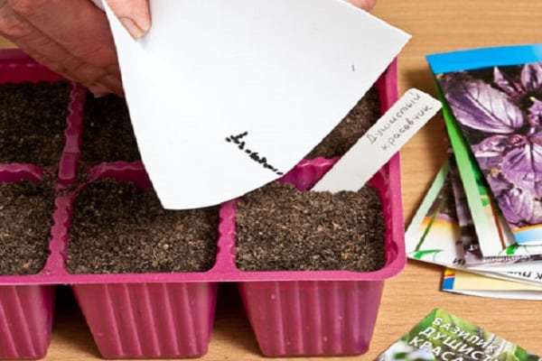 basil seedlings