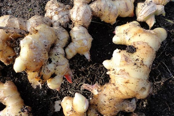 ginger root