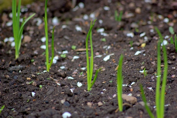 método de cultivo