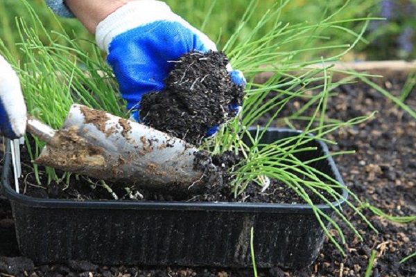 sowing containers